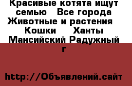 Красивые котята ищут семью - Все города Животные и растения » Кошки   . Ханты-Мансийский,Радужный г.